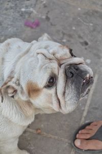 High angle view of dog looking away on footpath