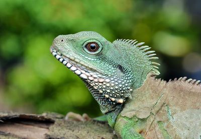 Close-up of a lizard