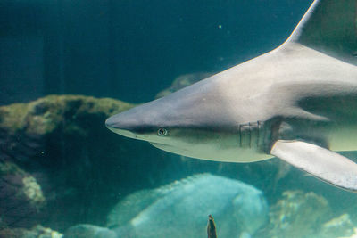 Close-up of shark swimming in aquarium