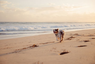 Dog on beach