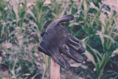 Close-up of glove against plants