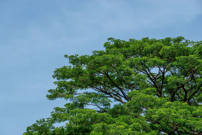 Low angle view of trees against blue sky