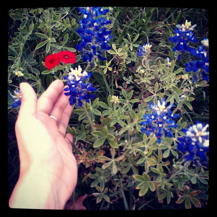 flower, person, transfer print, fragility, part of, purple, freshness, holding, petal, auto post production filter, plant, human finger, growth, flower head, cropped, blue, unrecognizable person