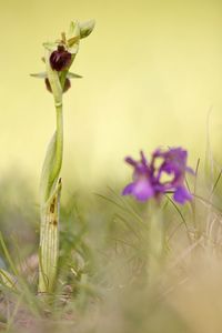 Close-up of flowering plant on field