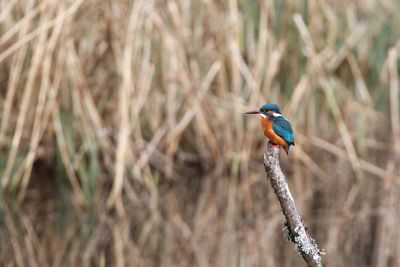 Kingfisher on the lookout