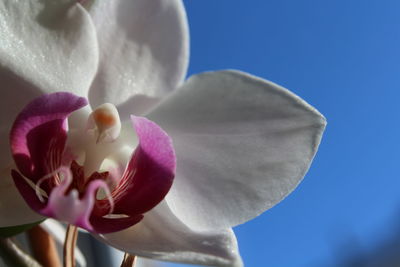 Close-up of flower against blurred background