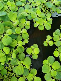 Close-up of water lily leaves