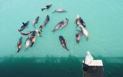 High angle view of bird against seals in sea