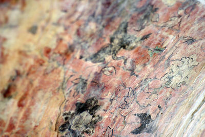 Full frame shot of rock on tree trunk