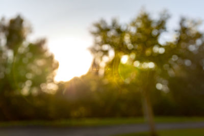 Sunlight streaming through trees in park