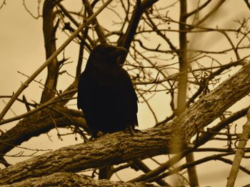 Low angle view of bird perching on tree against sky
