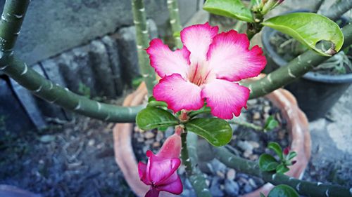 Close-up of pink flower blooming outdoors