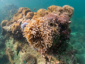 View of fish underwater