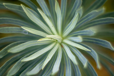 Full frame shot of leaf