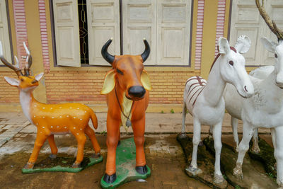 View of deer standing outdoors