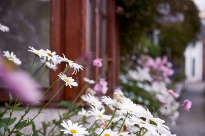 Close-up of white flowering plant