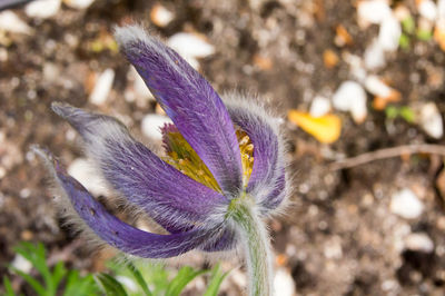 Close-up of purple crocus flower on field