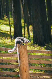 Lizard on tree trunk