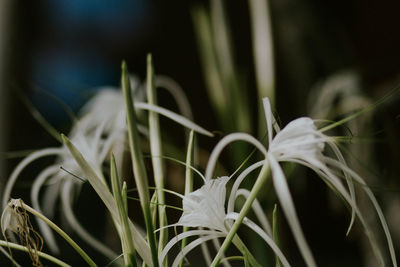 Close-up of white flowering plants