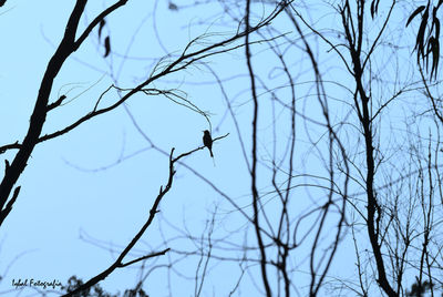 Low angle view of bare tree against sky