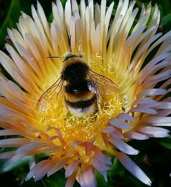 Close-up of bee pollinating on yellow flower