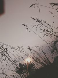 Low angle view of silhouette tree against sky during sunset