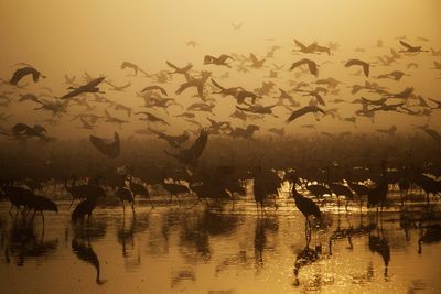 Birds flying over lake during sunset