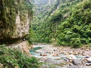 Scenic view of river in forest