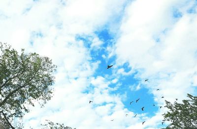 Low angle view of bird flying against cloudy sky