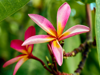 Close-up of pink frangipani on plant