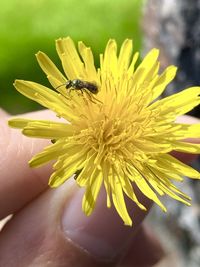 Close-up of hand holding yellow flower