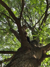 Tree in forest