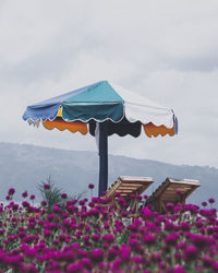 Scenic view of flowering plants on land against sky