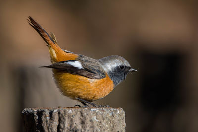 Close-up of bird