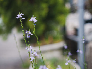 Close-up of white flowering plant