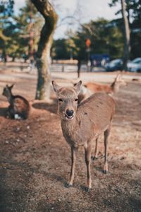 Portrait of deer standing in field