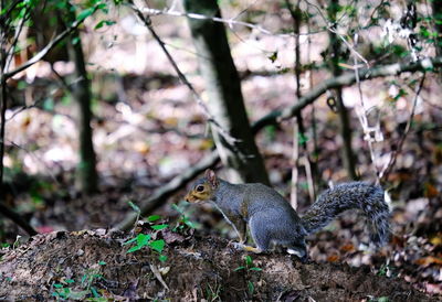 View of squirrel on tree