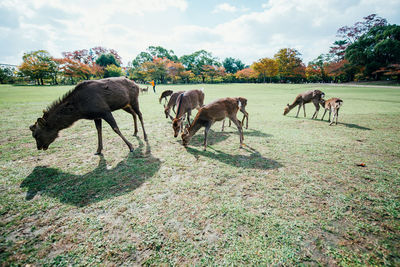 Horses in a field