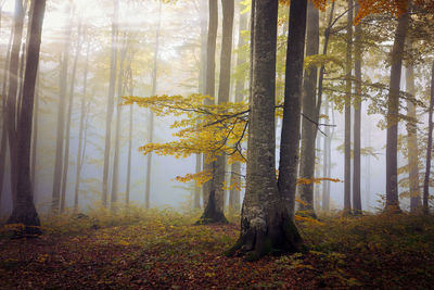 Trees in forest during autumn