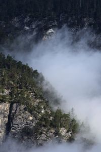 High angle view of trees in forest