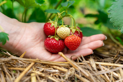 Close-up of strawberries