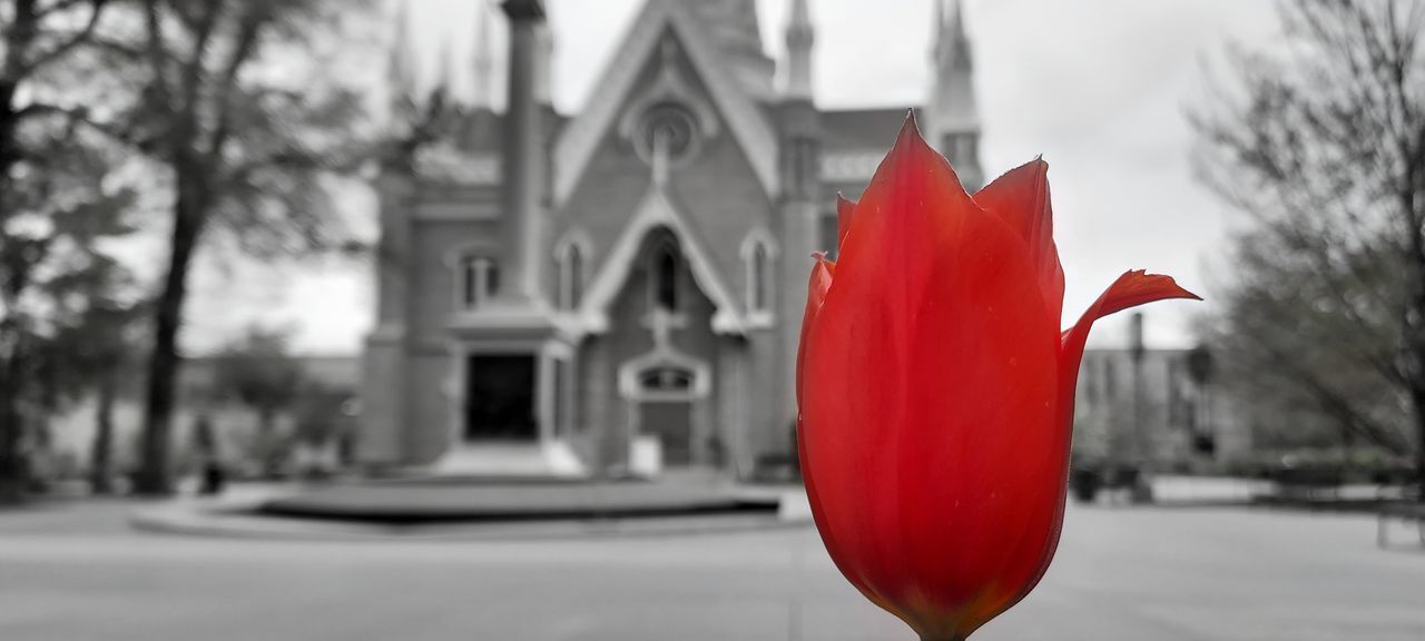 red, architecture, plant, focus on foreground, nature, flower, tree, building exterior, built structure, no people, city, day, outdoors, white, sky, black and white, close-up, isolated color, monochrome photography