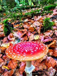 Close-up of fly agaric mushroom on field