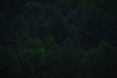 Trees growing at night