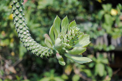 Close-up of succulent plant