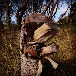 Trees on grassy field
