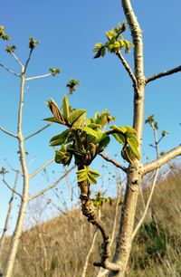 Close-up of tree on field against clear sky