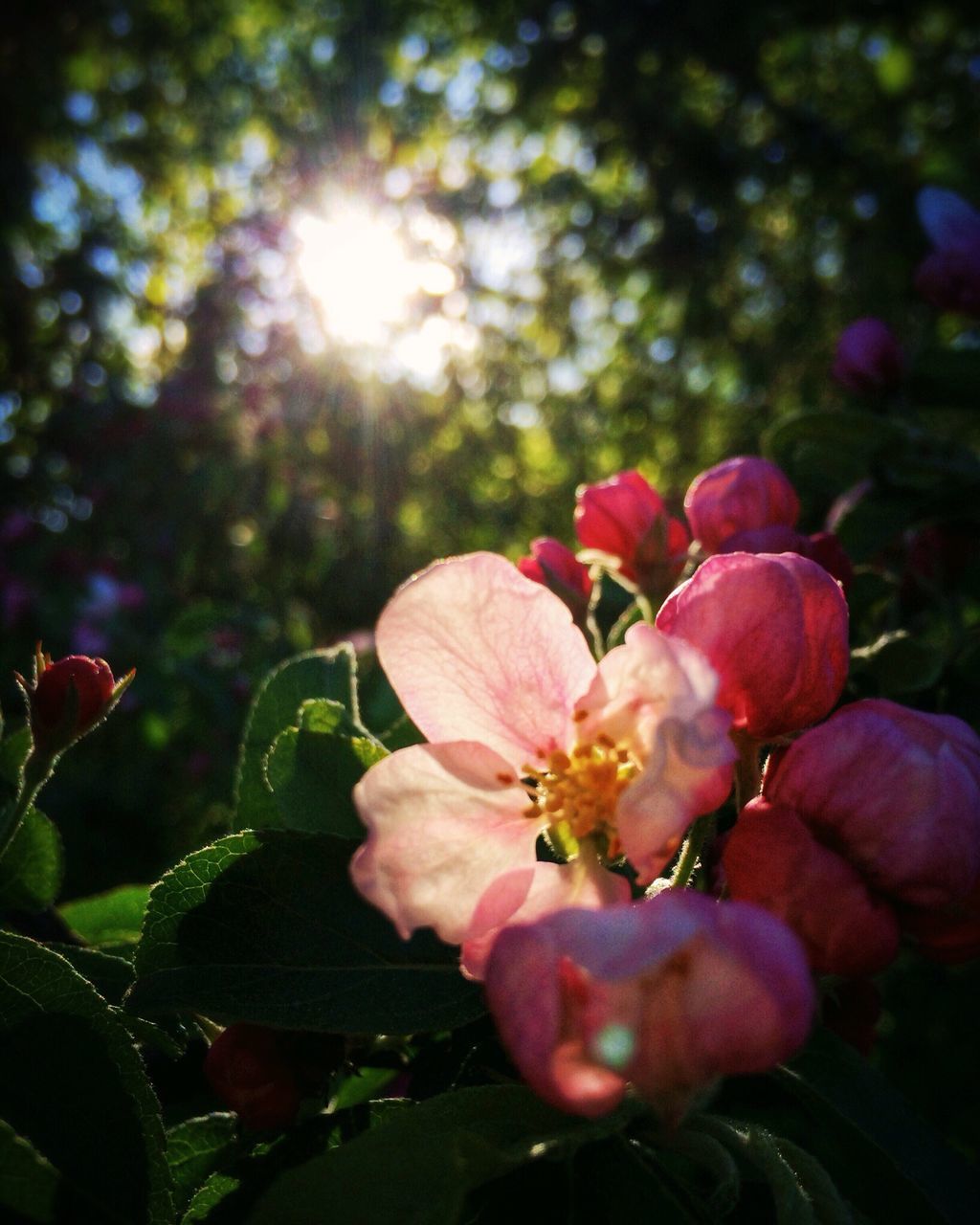 flower, petal, growth, freshness, fragility, beauty in nature, pink color, flower head, focus on foreground, nature, close-up, blooming, plant, in bloom, sunlight, park - man made space, tree, blossom, outdoors, leaf