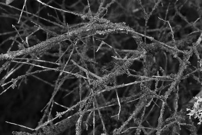 Close-up of frozen tree
