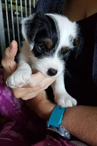 Low section of person holding puppy